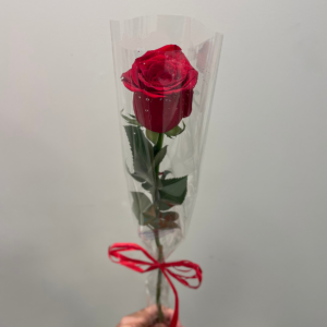 Botão de Rosa Importada